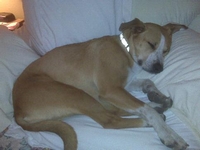 01_082009_bella