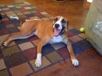 02_070510_dodger