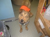 02_070710_caddy