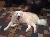 03_032011_atticus
