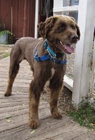 03_071411_brown