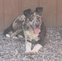 03_080511_scout