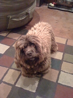 03_101311_muppet