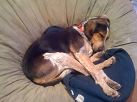 04_040312_snoop