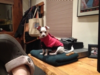 05_010813_cocoa