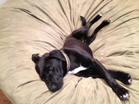 05_031513_shorty