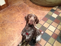 05_032213_homer