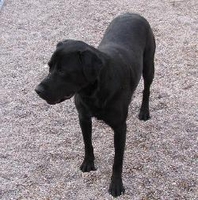 05_072113_allie