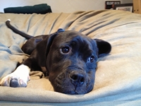 05_073013_shelby