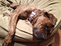 05_110613_moxie