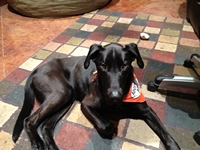 06_010914_copper