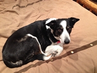 06_032914_cody