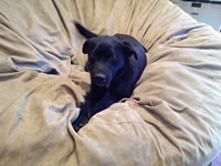 06_060914_puppy